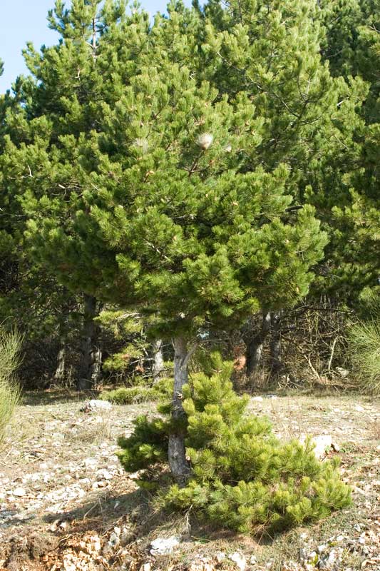 Pinus nigra